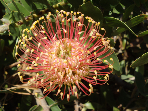 Kirstenbosch National Botanical Garden.